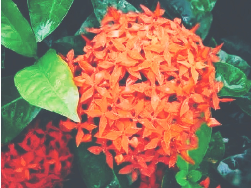 全球十大最美的国花,所有国家的国花大全