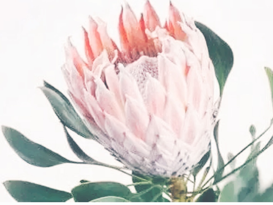 全球十大最美的国花,所有国家的国花大全