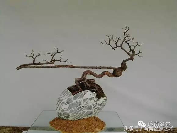 雀梅盆景价格在五千元至二万元的,经典中式庭院雀梅盆景100万以上