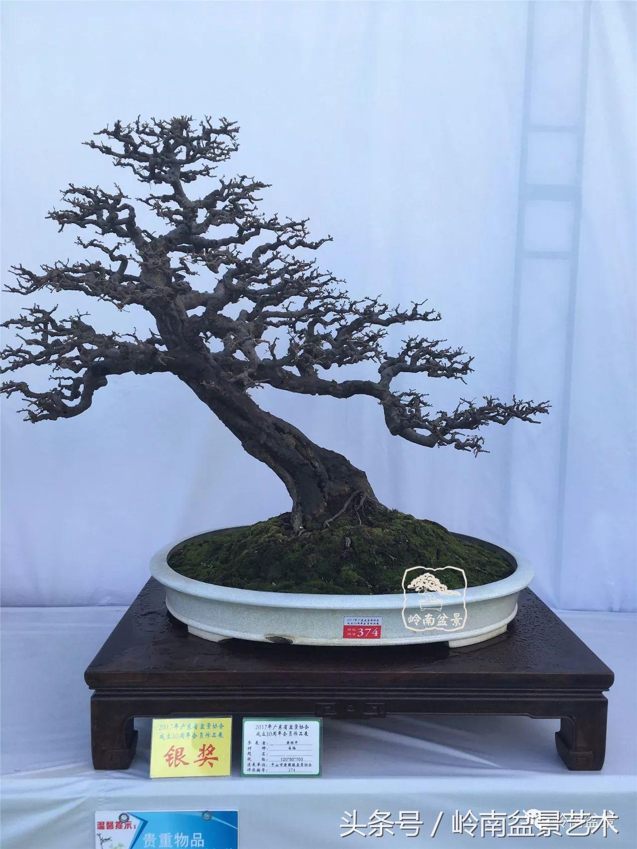 雀梅盆景价格在五千元至二万元的,经典中式庭院雀梅盆景100万以上