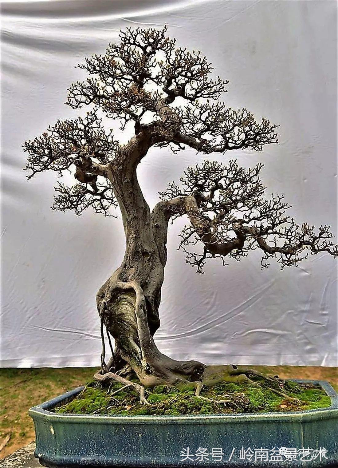 雀梅盆景价格在五千元至二万元的,经典中式庭院雀梅盆景100万以上