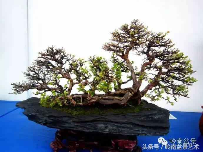 雀梅盆景价格在五千元至二万元的,经典中式庭院雀梅盆景100万以上