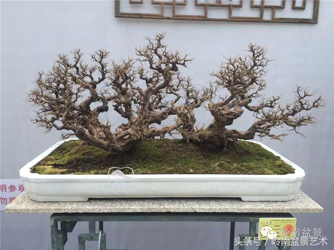 雀梅盆景价格在五千元至二万元的,经典中式庭院雀梅盆景100万以上