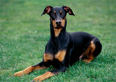 杜宾犬怎么选才好,杜宾犬应该怎样选