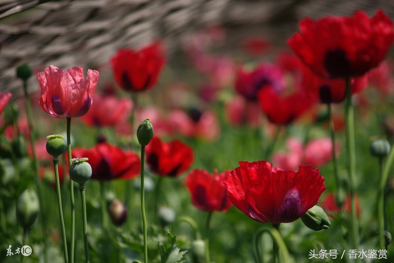 ysl圣罗兰黑鸦片香水经典款50ml,ysl圣罗兰黑鸦片blackopium香水