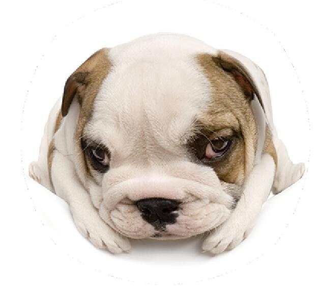 多多得了细小，翻出以前自己做的文章，感觉在打自己的脸