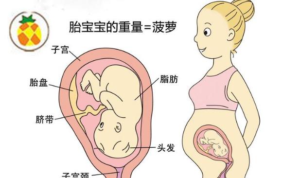 胎儿1到40周图片像什么水果,怀孕了你看见什么宝宝都会知道吗