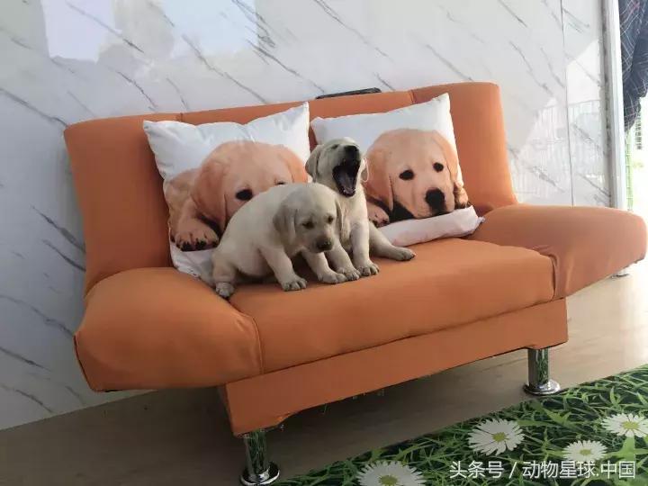 神犬小七戴维双胞胎哥哥,神犬小七双胞胎兄弟