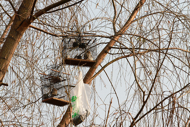 哈尔滨市畜牧交易市场,哈尔滨动物市场
