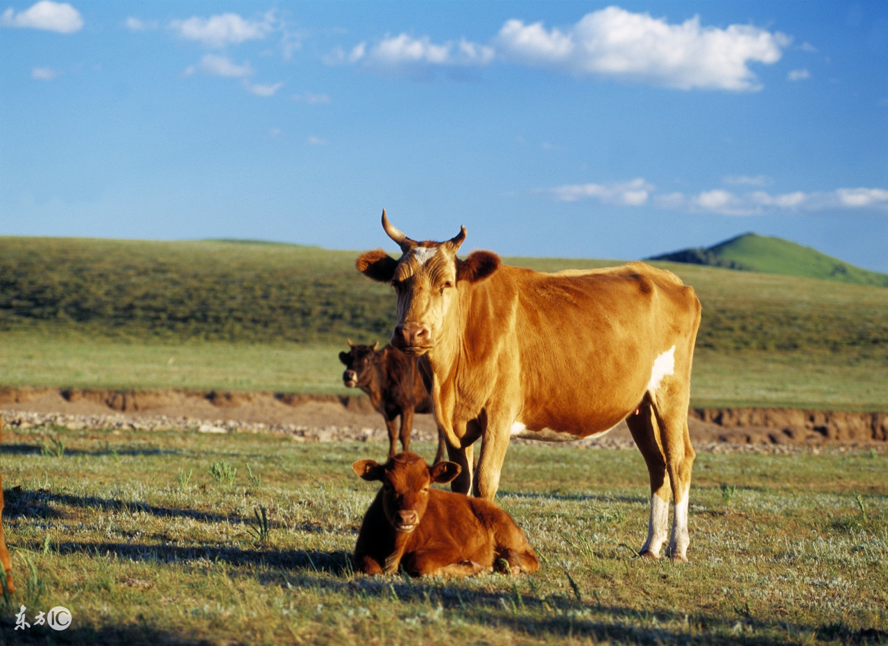 母牛产后瘫痪的病因，症状及治疗措施！