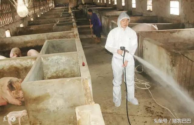 生石灰在养鸡中的妙用,养猪场地面撒上生石灰有几个作用