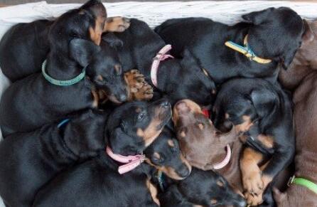 如何饲养杜宾犬,杜宾犬饲养方法和注意事项