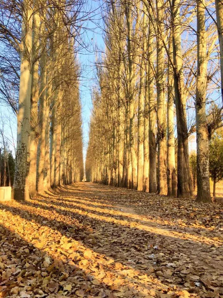 手机摄影作品赏析,手机摄影作品也可以美不胜收