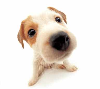 多多得了细小，翻出以前自己做的文章，感觉在打自己的脸