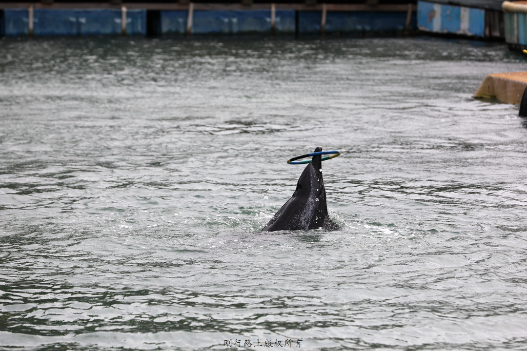 名古屋港水族馆海豚表演,水族馆海豚表演秀有人掉下去了