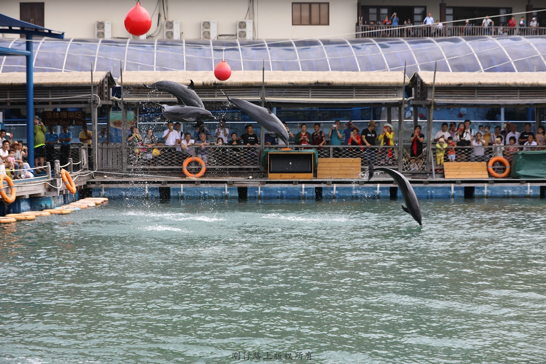 名古屋港水族馆海豚表演,水族馆海豚表演秀有人掉下去了