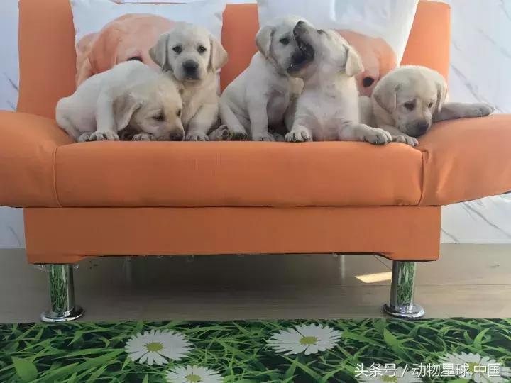 神犬小七戴维双胞胎哥哥,神犬小七双胞胎兄弟