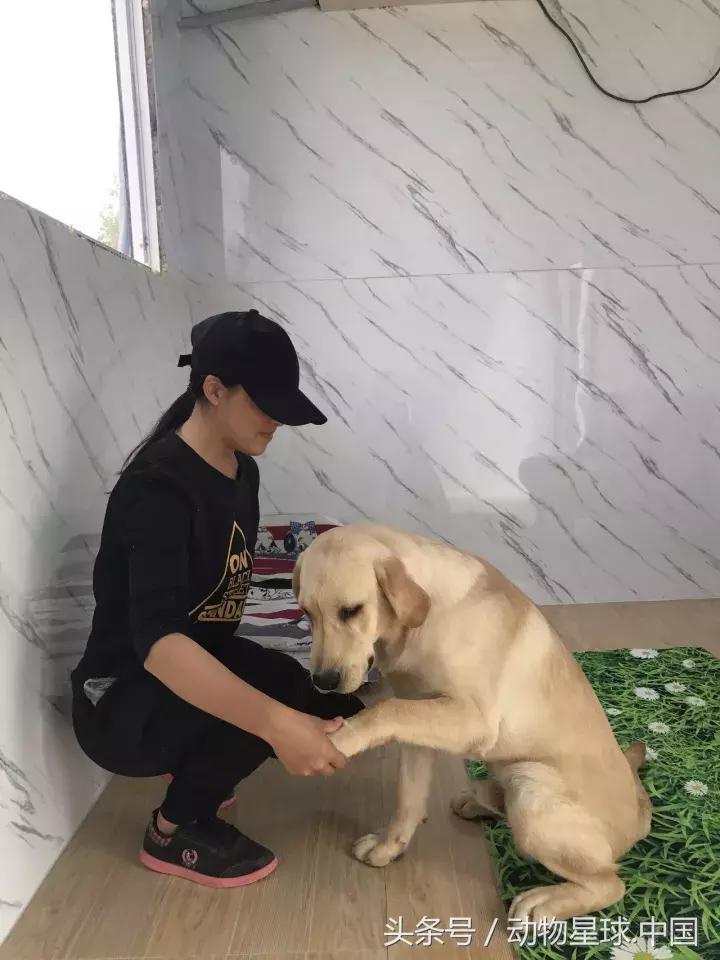 神犬小七戴维双胞胎哥哥,神犬小七双胞胎兄弟