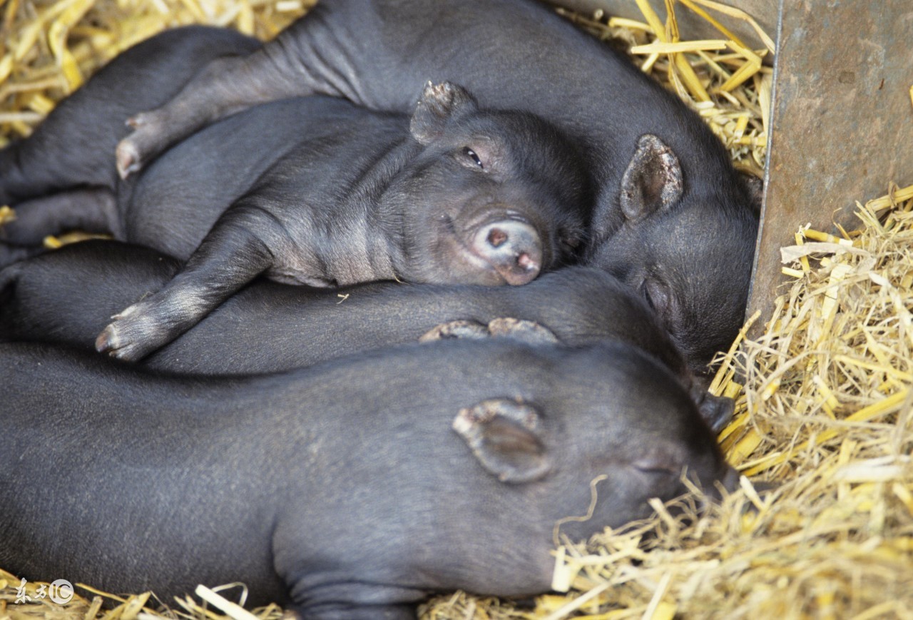 什么猪最好养又长出肉,什么样的猪好养