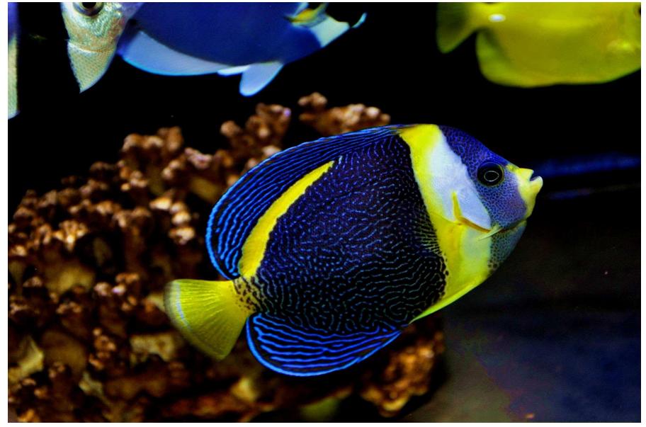 海洋中的黄金战士——澳洲法国蝶鱼（一）