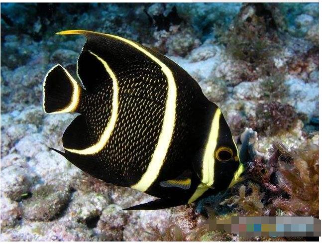 海洋中的黄金战士——澳洲法国蝶鱼（一）