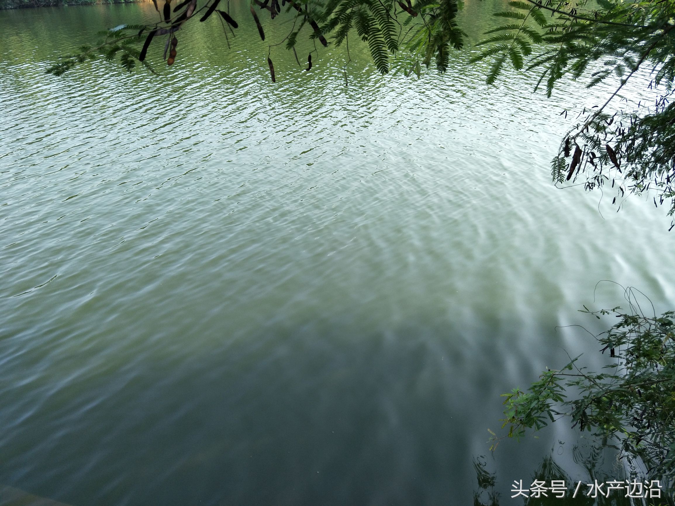 水产养殖是什么原因造成倒藻,水产养殖死藻多如何处理