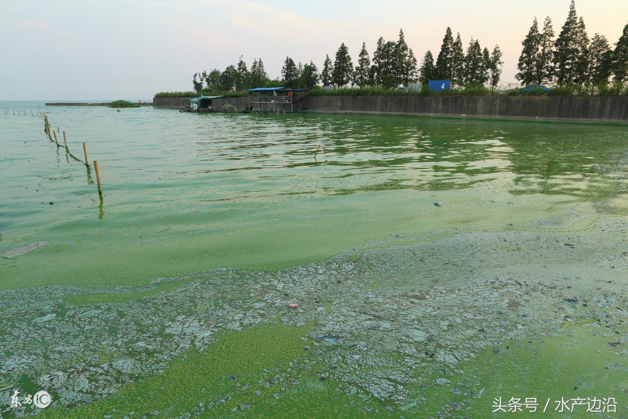 水产养殖是什么原因造成倒藻,水产养殖死藻多如何处理