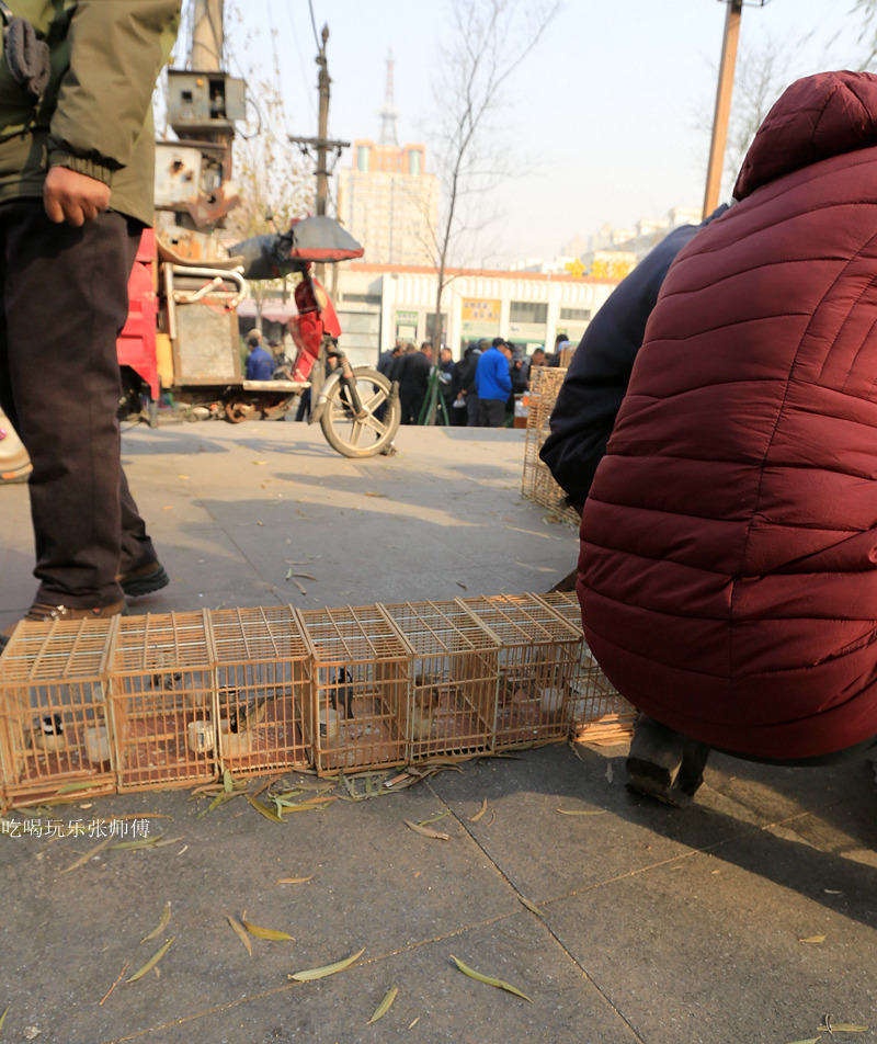 哈尔滨市畜牧交易市场,哈尔滨动物市场