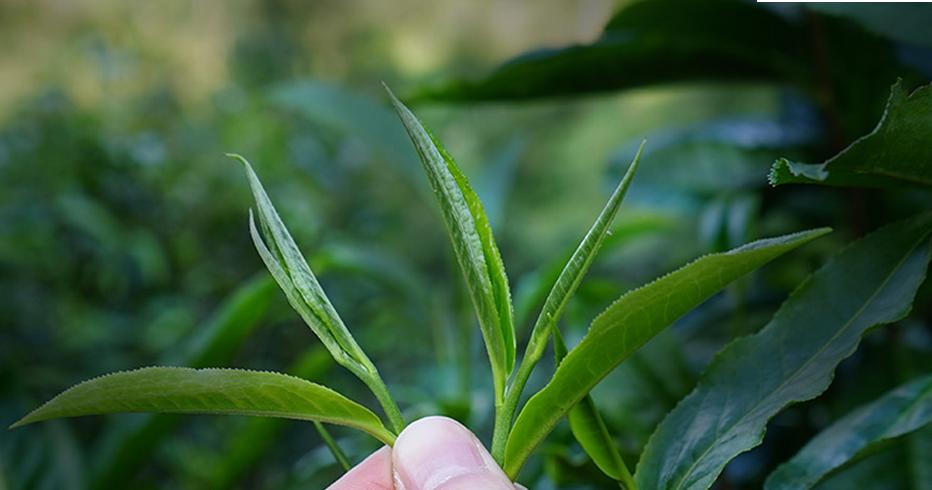 普洱七大茶山简介资料大全及图片,茶山介绍之新六大普洱茶山