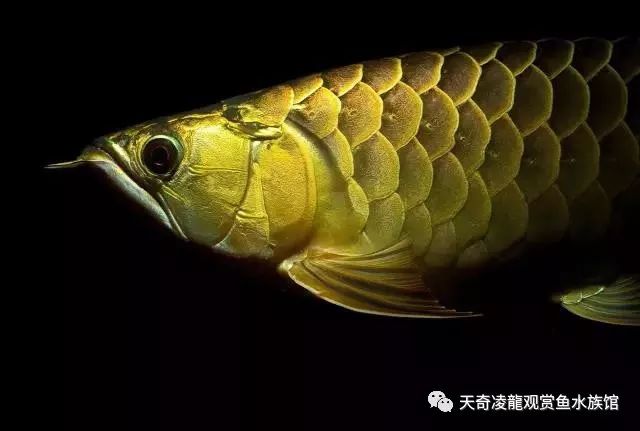 如何提高龙鱼发色,nec3000k能利于龙鱼发色吗