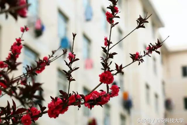 西安电子科技大学90周年校庆标识,科技大学校庆标志