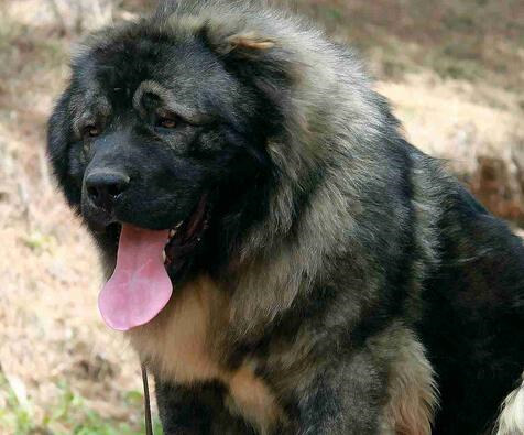 犬肠炎的治疗处方,巴哥犬得肠炎