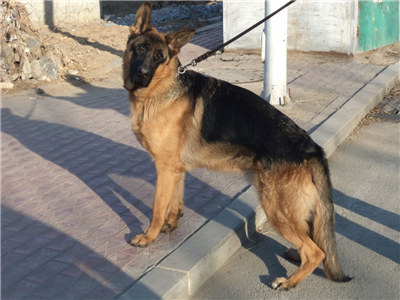 德国牧羊犬受孕后的表现,德国牧羊犬怀孕