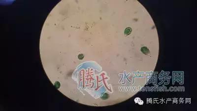 齐同俊医生年度总结,渔医齐同俊简介