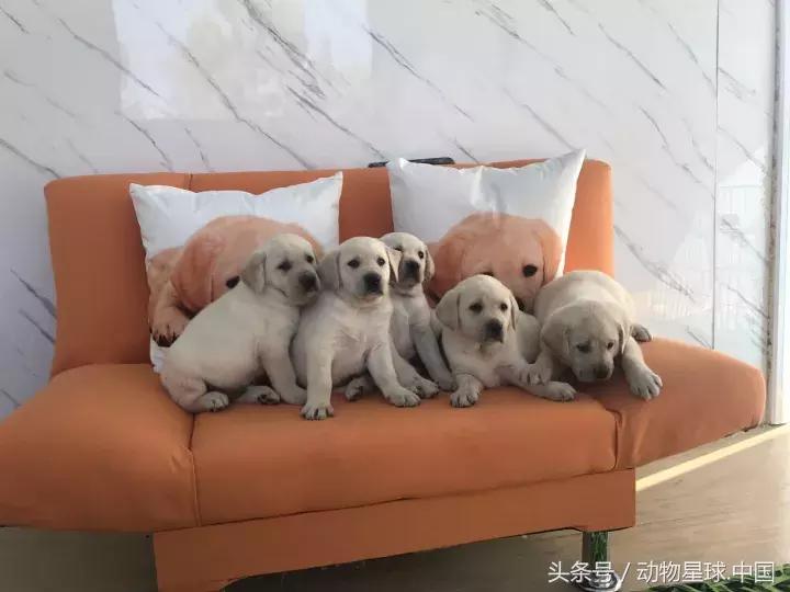 神犬小七戴维双胞胎哥哥,神犬小七双胞胎兄弟