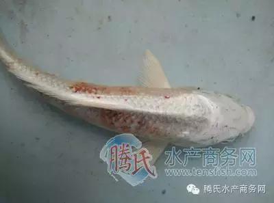 齐同俊医生年度总结,渔医齐同俊简介