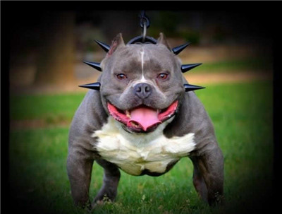 恶霸犬和比特犬有什么区别,恶霸犬和比特犬哪个更厉害