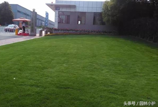 果岭草草坪怎样养护,果岭草修剪及养护方法