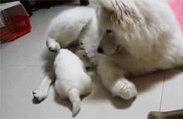 马桶堵住了冲不走水往上溢怎么办,马桶堵了楼下邻居不让修怎么办