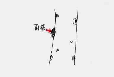 白桦茸——从寄人篱下到上房揭瓦，原来你是这样的菌宝宝