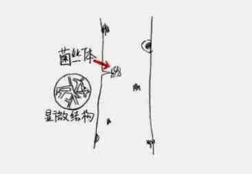 白桦茸——从寄人篱下到上房揭瓦，原来你是这样的菌宝宝