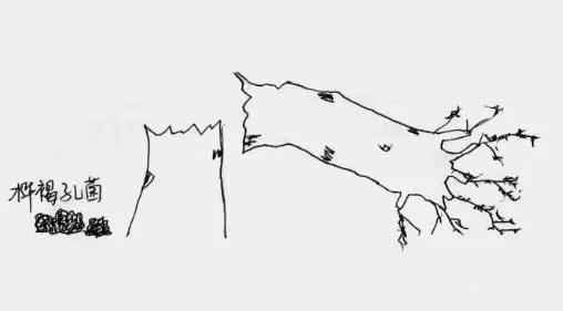 白桦茸——从寄人篱下到上房揭瓦，原来你是这样的菌宝宝