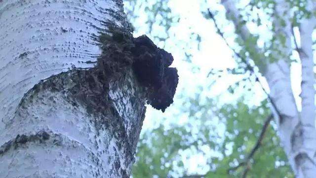 白桦茸是何方神圣？比灵芝还神奇的“森林钻石”!