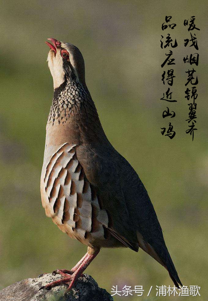 描写动物的古诗十首,十首关于动物的古诗