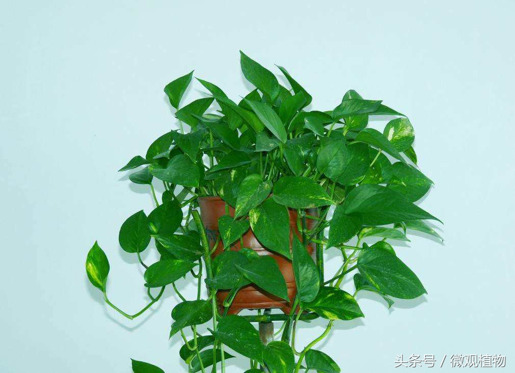 天气冷了绿萝枯萎怎么办,盆栽绿萝冬天怎么养才能安全过冬