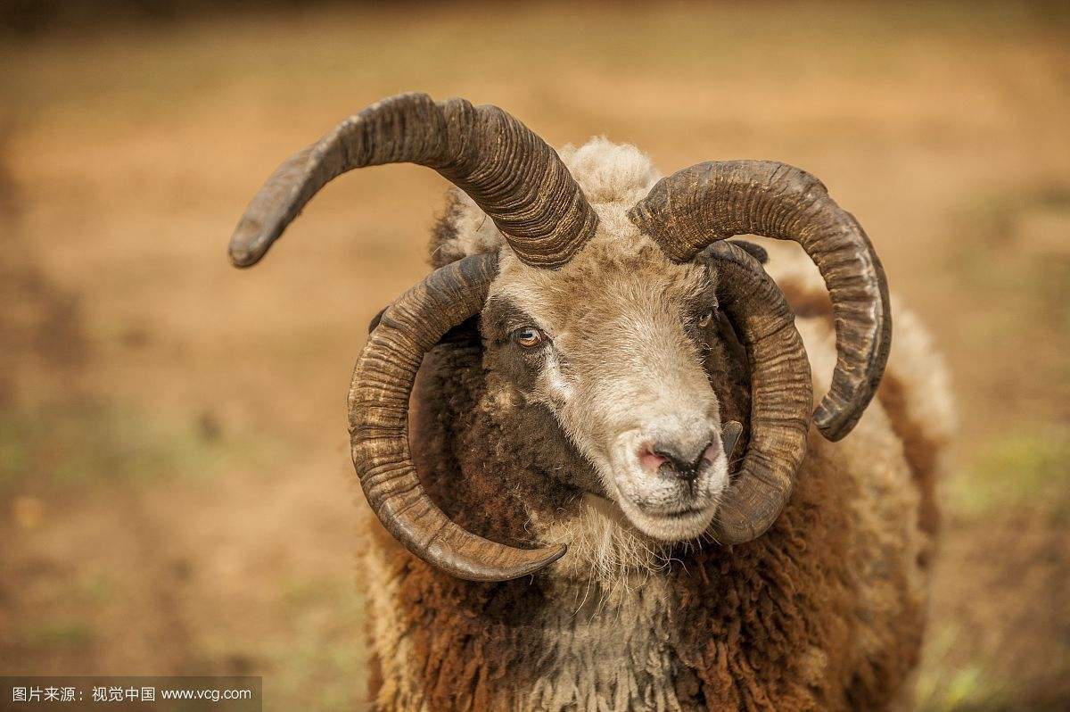 提高家畜繁殖力的主要措施有哪些,提高羊多产的方法