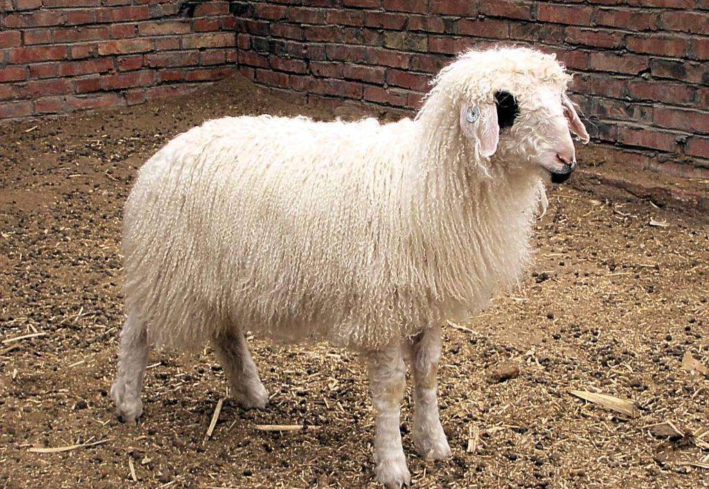 提高家畜繁殖力的主要措施有哪些,提高羊多产的方法