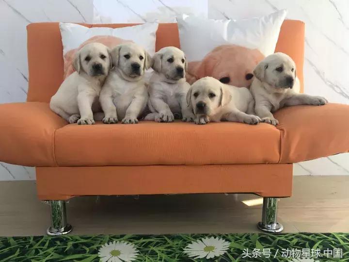 神犬小七戴维双胞胎哥哥,神犬小七双胞胎兄弟