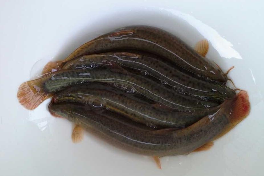 马桶堵住了冲不走水往上溢怎么办,马桶堵了楼下邻居不让修怎么办