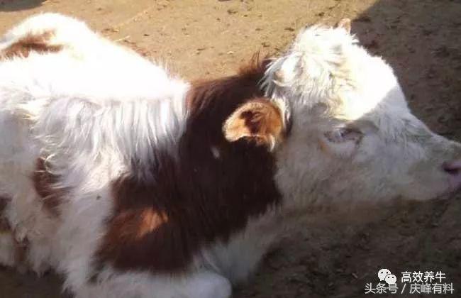 牛农药中毒用什么药解,牛农药中毒怎么解